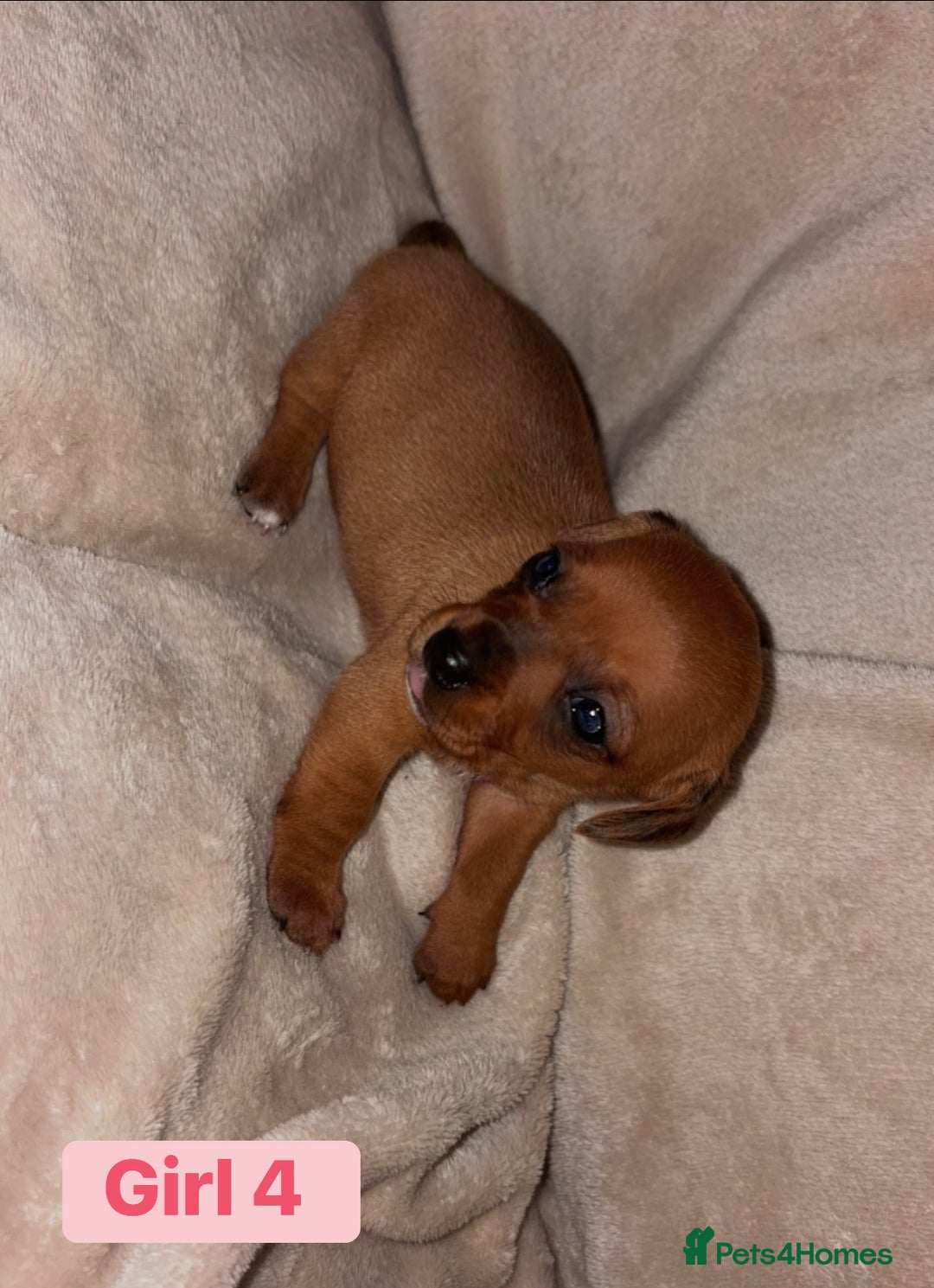 Dachshund dogs for sale: Miniature dachshund pups 🐶  - Advert 1
