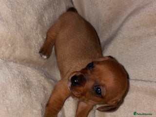 Dachshund dogs Miniature dachshund pups 🐶 - Advert 3