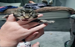 Maine Coon cats for sale: 3/4 main coon  - Image 4