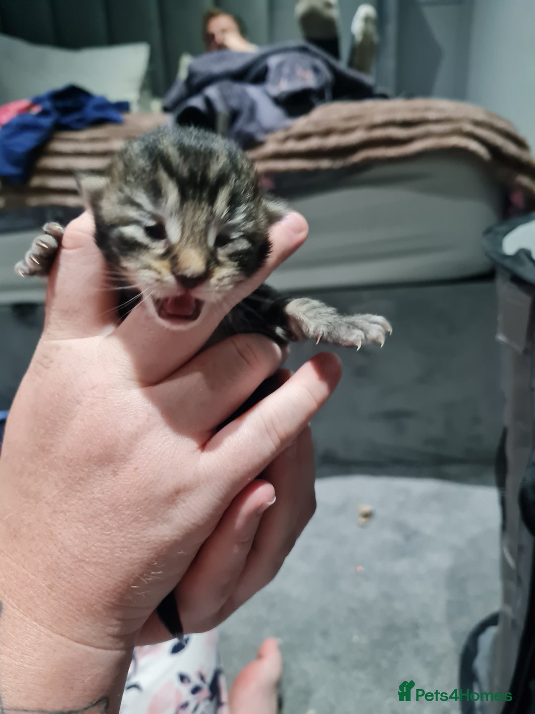 Maine Coon cats for sale: 3/4 main coon  - Image 4