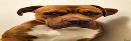 Mixed Breed dogs for sale: Scooby needs a new loving home  in Chesterfield - Advert 4