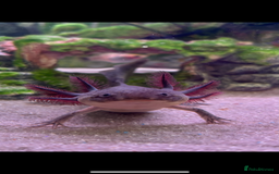 Axolotl reptiles for sale: 3 axolotls for sale  - Image 2