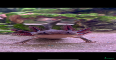 Axolotl reptiles - Advert 16