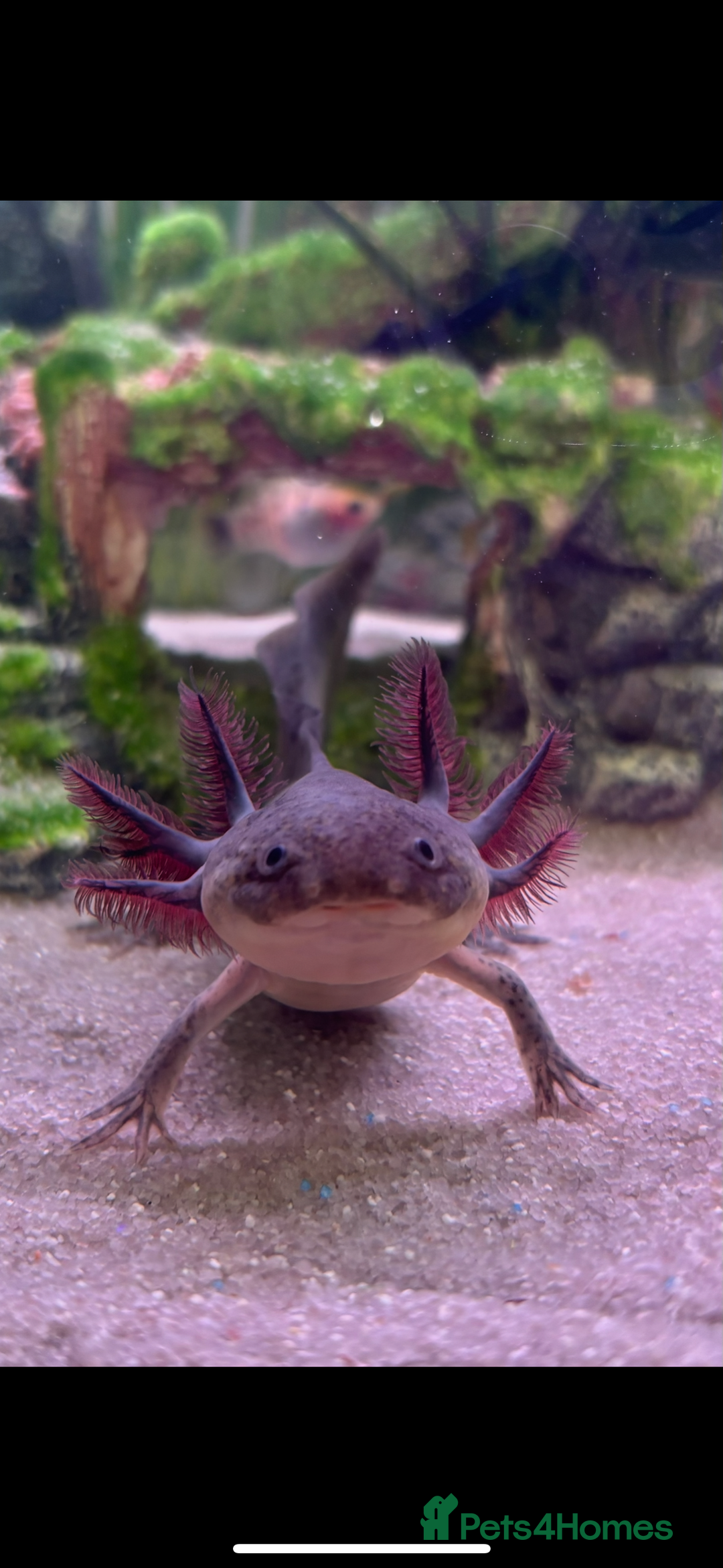 Axolotl reptiles for sale: 3 axolotls for sale  - Image 2