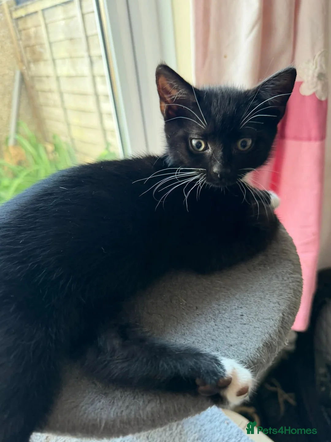British Shorthair cats for sale: Kittens, 2 boys 1 girl - Advert 3