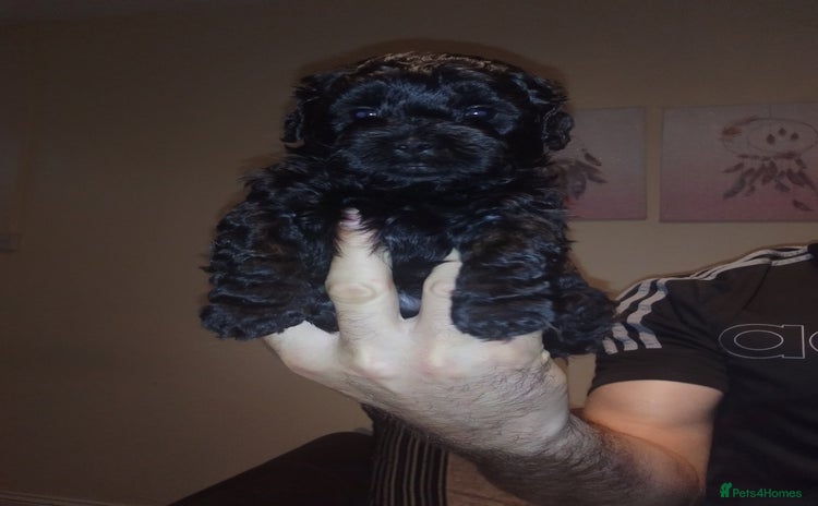 Shihpoo dogs - Advert 1