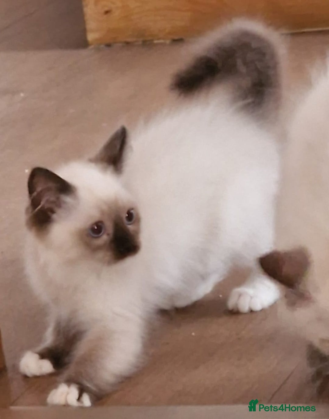 Ragdoll cats for sale: 🌟 Stunning  Pedigree Ragdoll Kittens 🌟 - Image 13