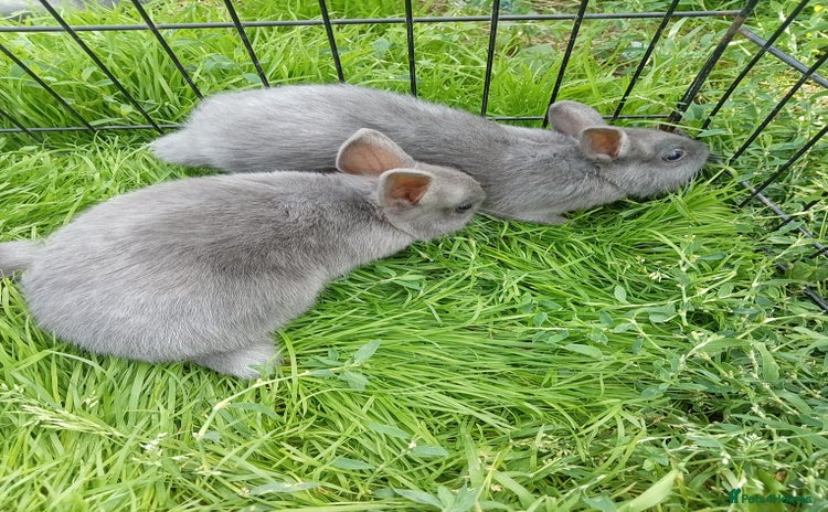 Netherland Dwarf rabbits - Advert 13
