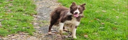 Border Collie dogs for sale: Red and white Bordef collie - Advert 1
