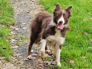 Border Collie dogs Red and white Bordef collie - Advert 1