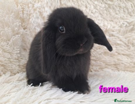 Mini Lop rabbits **Ready to leave now** Mini Lop babies - Advert 1