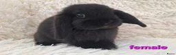 Mini Lop rabbits for sale: **Ready to leave now** Mini Lop babies - Advert 1