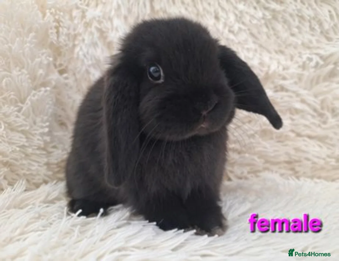 Mini Lop rabbits for sale: **Ready to leave now** Mini Lop babies - Advert 1