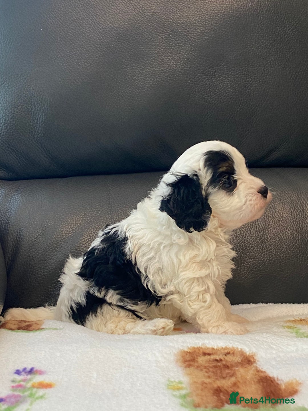 Cavapoo dogs for sale: Super cute, health tested, friendly Cavapoo pups  - Image 8