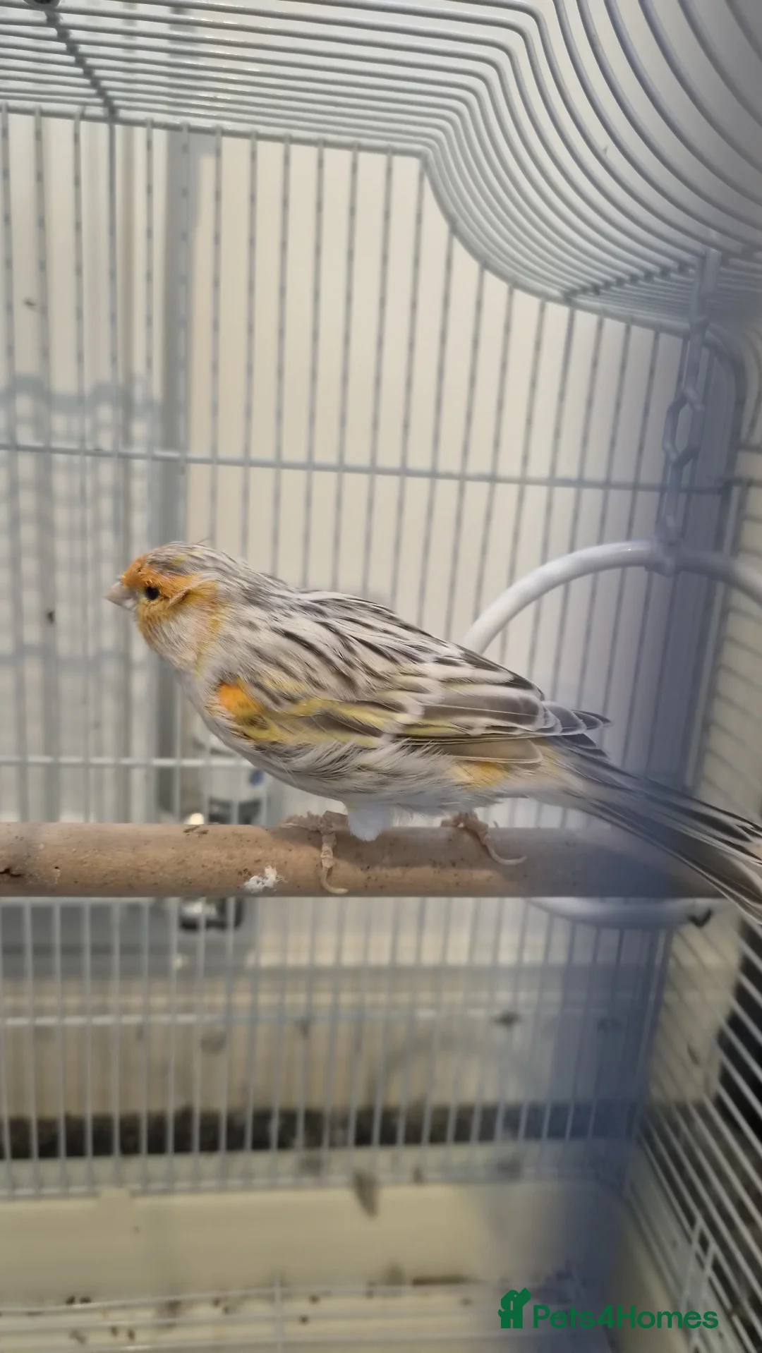Canaries birds for sale: Beautiful canaries for sale - Advert 6