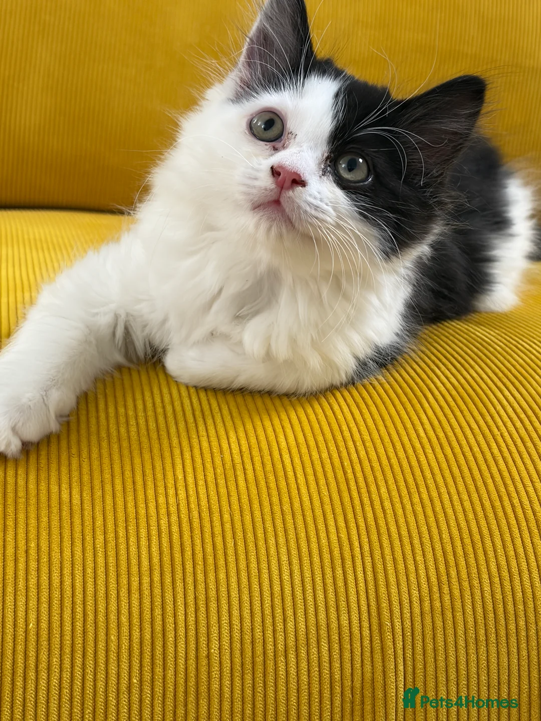 Mixed Breed cats for sale: Ragdoll & Kurilian bobtail mixed - Advert 9