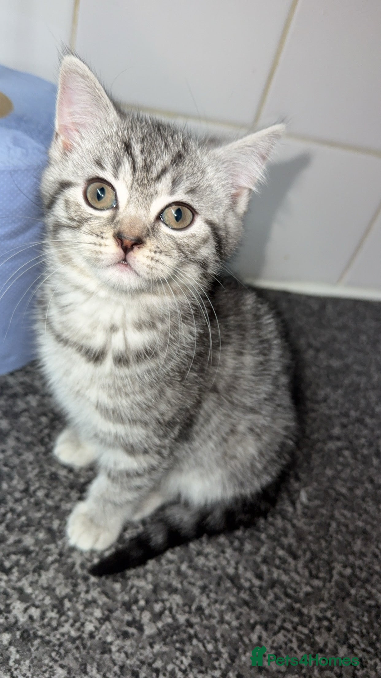 British Shorthair cats 1 beautiful bsh kitten  - Advert 1