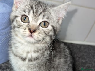British Shorthair cats 1 beautiful bsh kitten - Advert 1