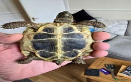 Tortoise reptiles for sale: Hermann’s Tortoise – 20 Months Old - Image 7