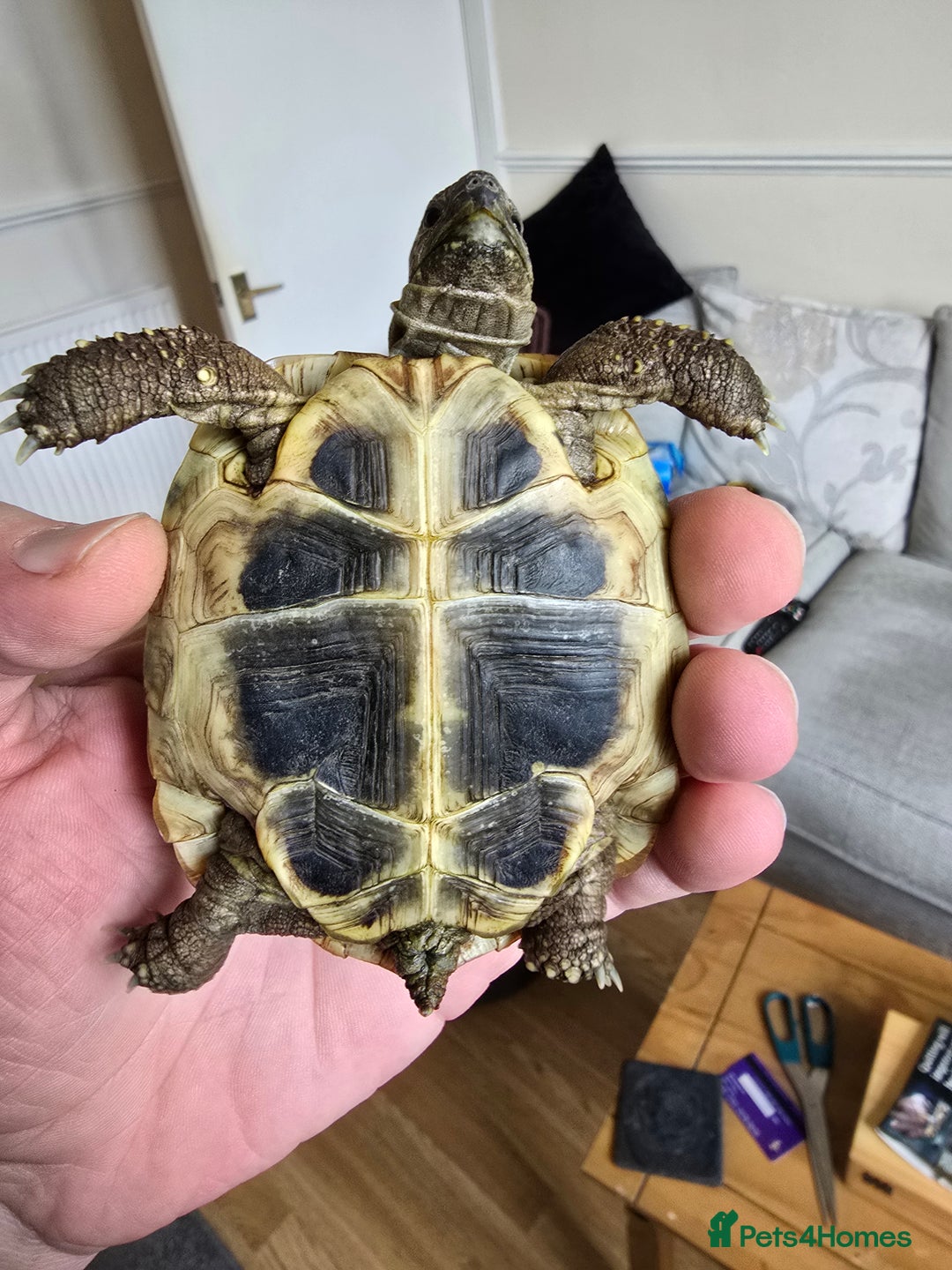 Tortoise reptiles for sale: Hermann’s Tortoise – 20 Months Old - Image 7