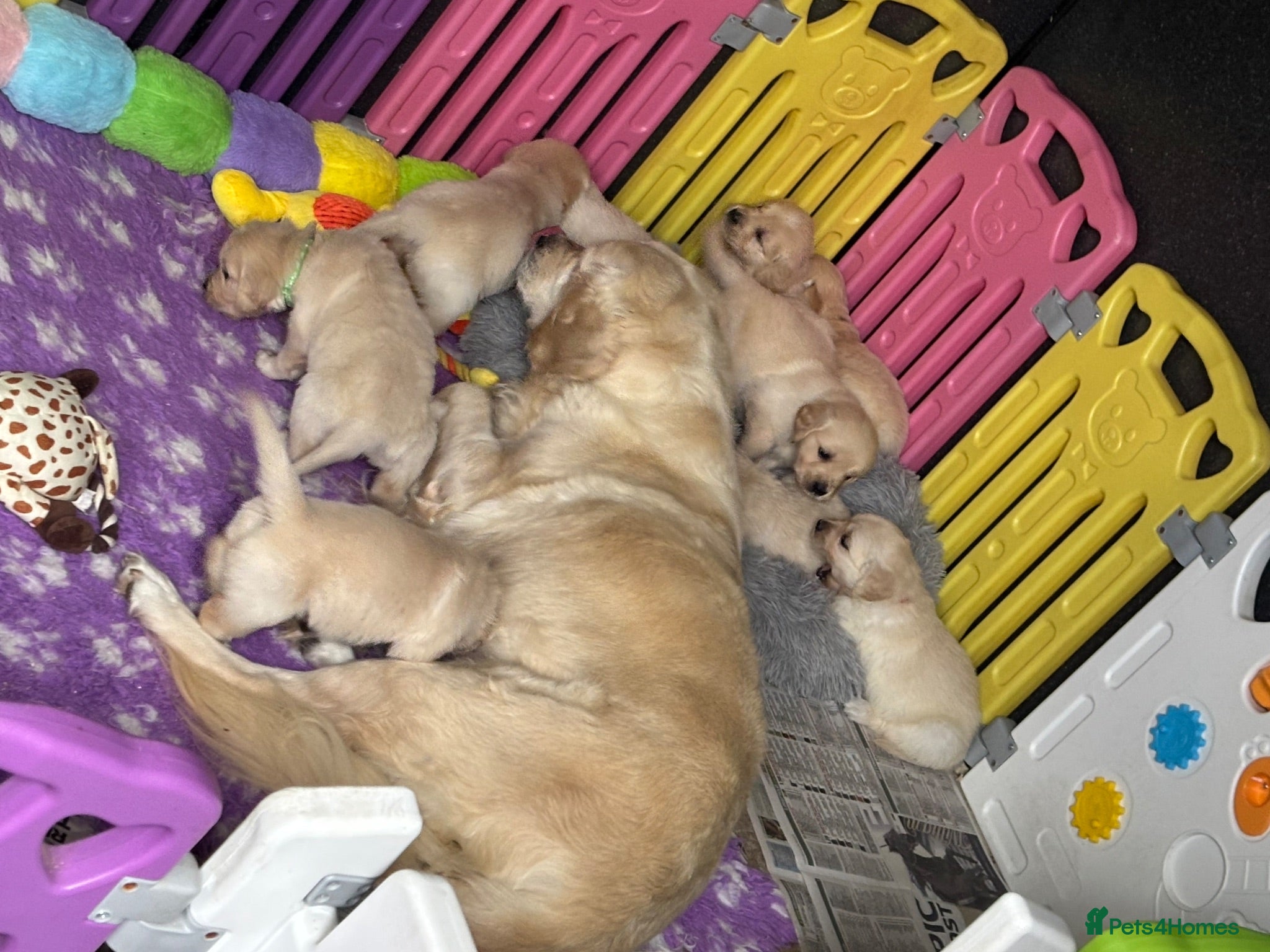 Golden Retriever dogs Beautiful Kc registered Golden Retriever puppies  - Advert 2