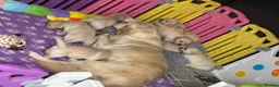 Golden Retriever dogs for sale: Beautiful Kc registered Golden Retriever puppies  - Advert 9
