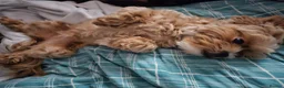 Maltese dogs for sale: LOVING FOREVER HOME WANTED – DOG & KITTEN  - Advert 22