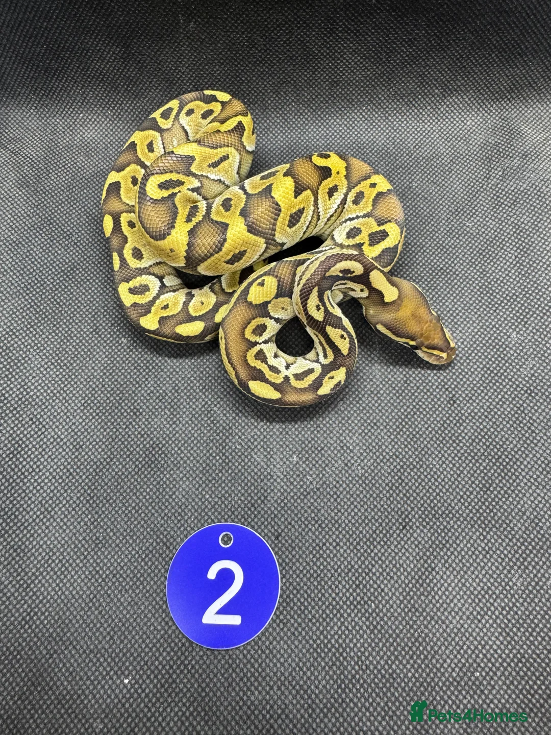 Python Snake reptiles for sale: Royal python hatchlings from £30 - Advert 2