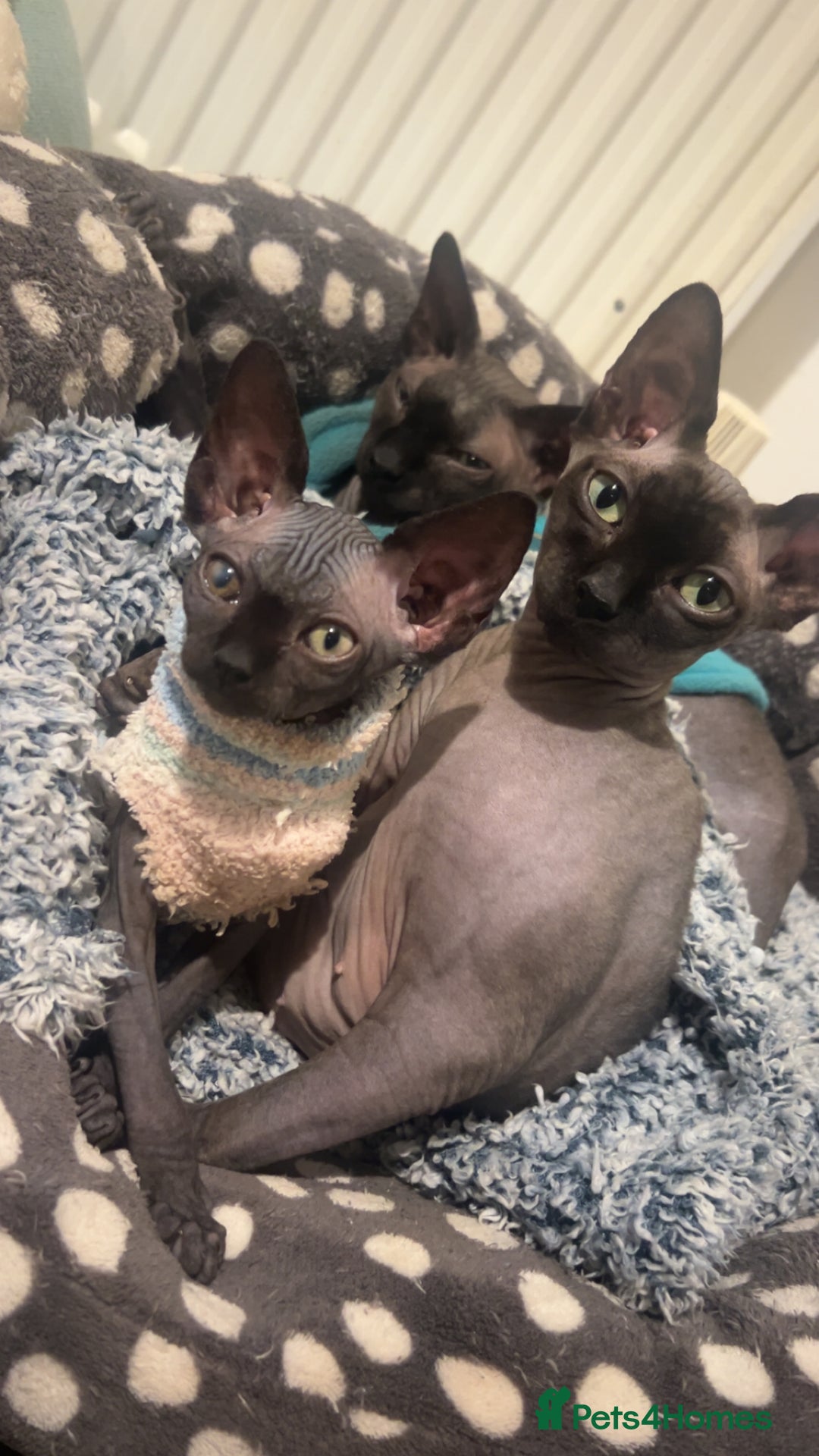 Sphynx cats for sale: Pure Canadian sphynx - Advert 2