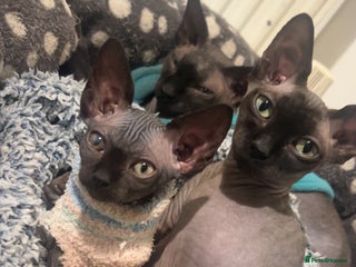 Sphynx cats Pure Canadian sphynx - Advert 10