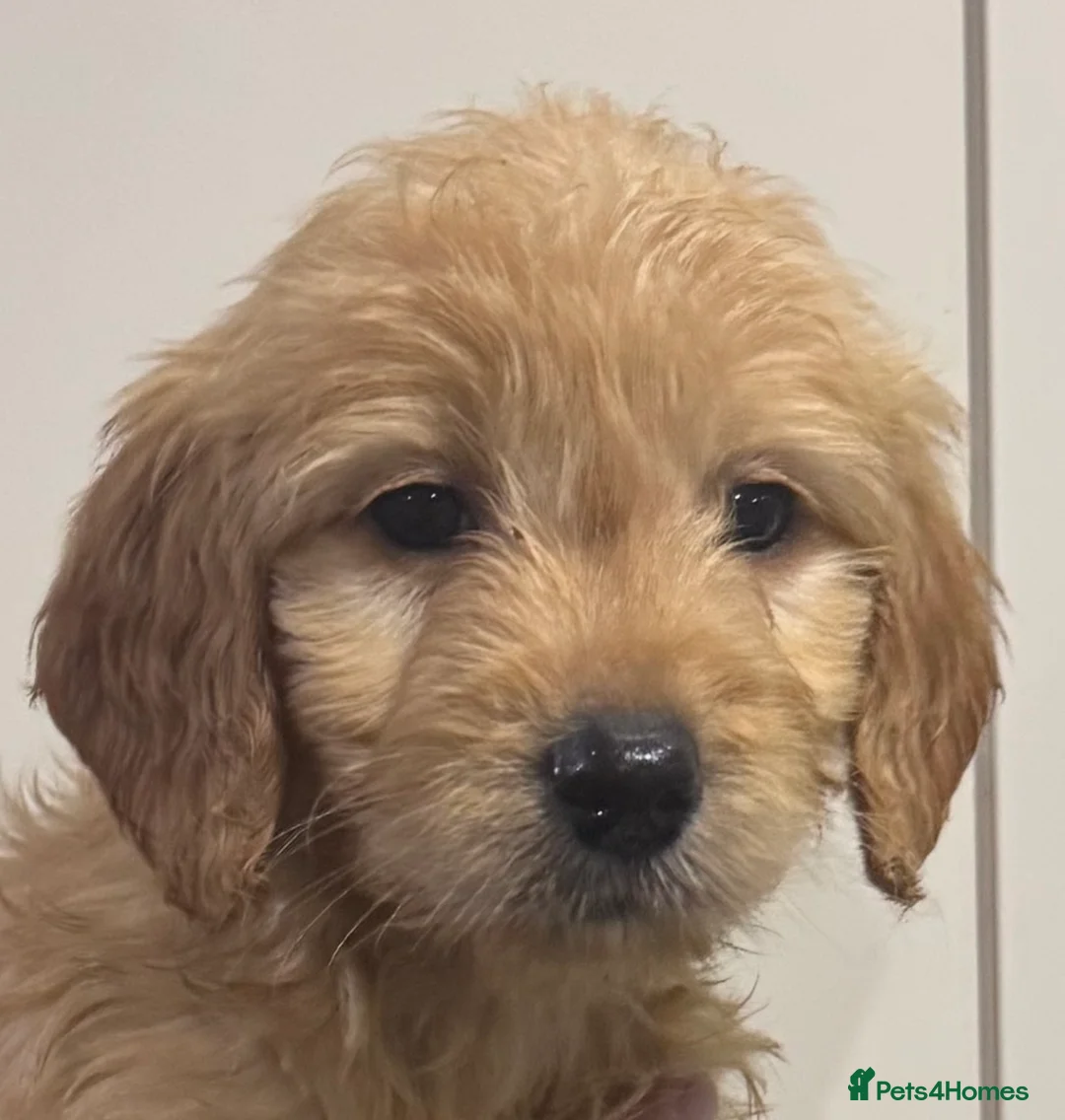 Mini Goldendoodle dogs for sale: Health-checked Happy Fluffy Puppies - Advert 10