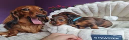 Miniature Dachshund dogs for sale: 4 dapple 2 shaded red Lh puppies,Pra clear - Advert 8