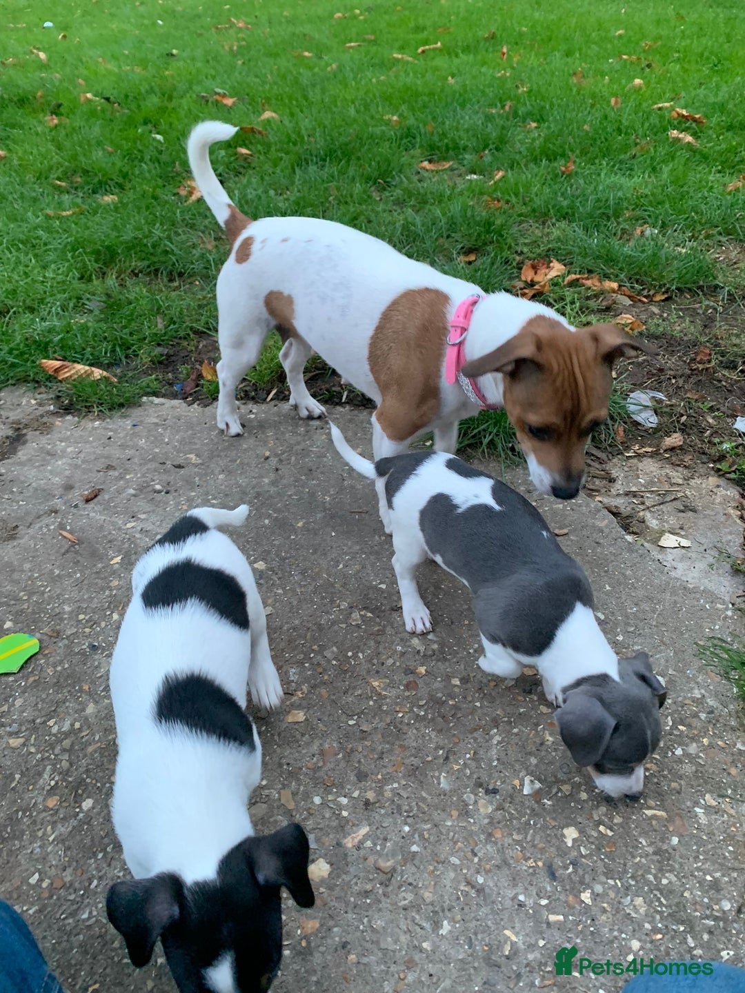 Jack Russell dogs for sale: Traditional Jack Russell's for sale - Image 5