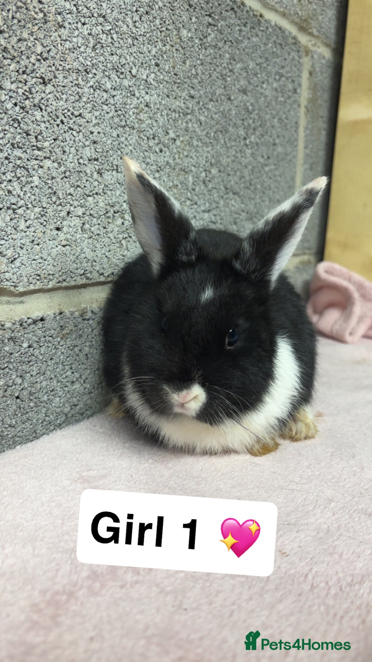 Mini Lop rabbits Mixed Mini Lops bunnies (please read description) - Advert 22