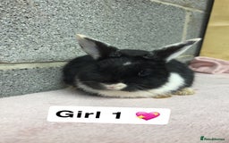 Mini Lop rabbits for sale: Mixed Mini Lops bunnies  - Advert 5