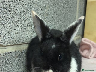 Mini Lop rabbits Mixed Mini Lops bunnies (please read description) - Advert 22