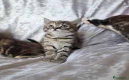 Mixed Breed cats for sale: Beautiful kittens  - Image 1