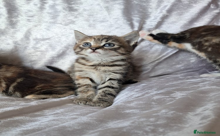 Mixed Breed cats - Advert 1