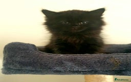 Persian cats for sale: Persian Kittens  - Image 8