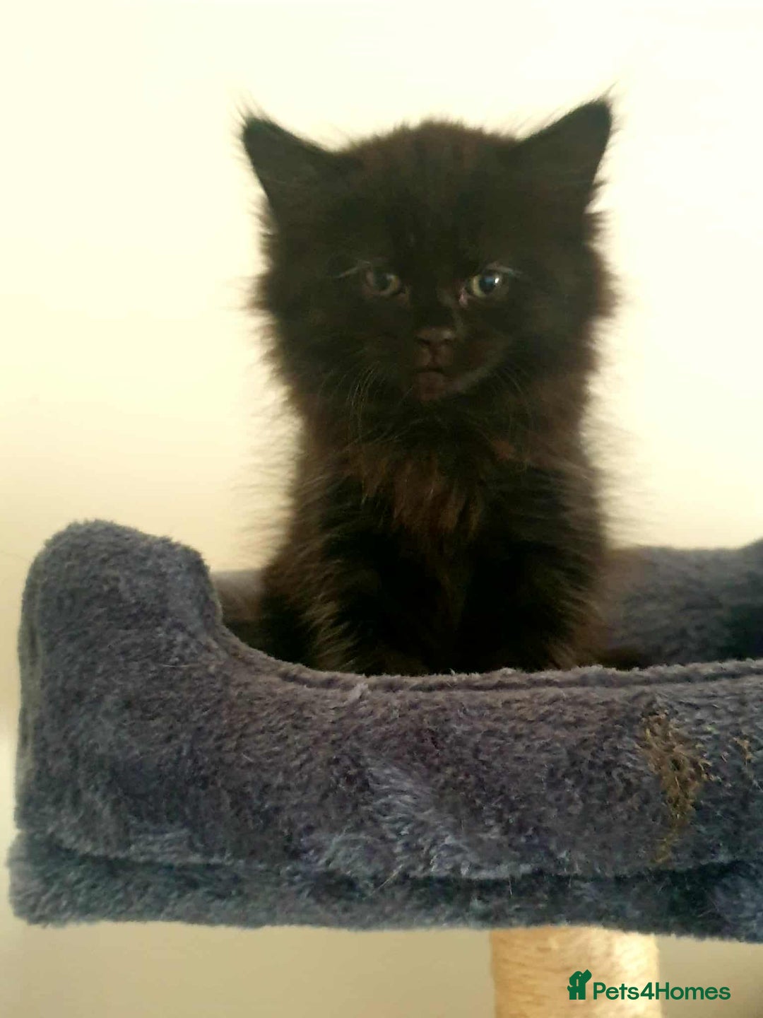 Persian cats for sale: Persian Kittens  - Image 8