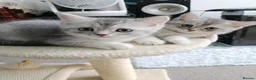 British Shorthair cats for sale: Lovely kittens  - Advert 16