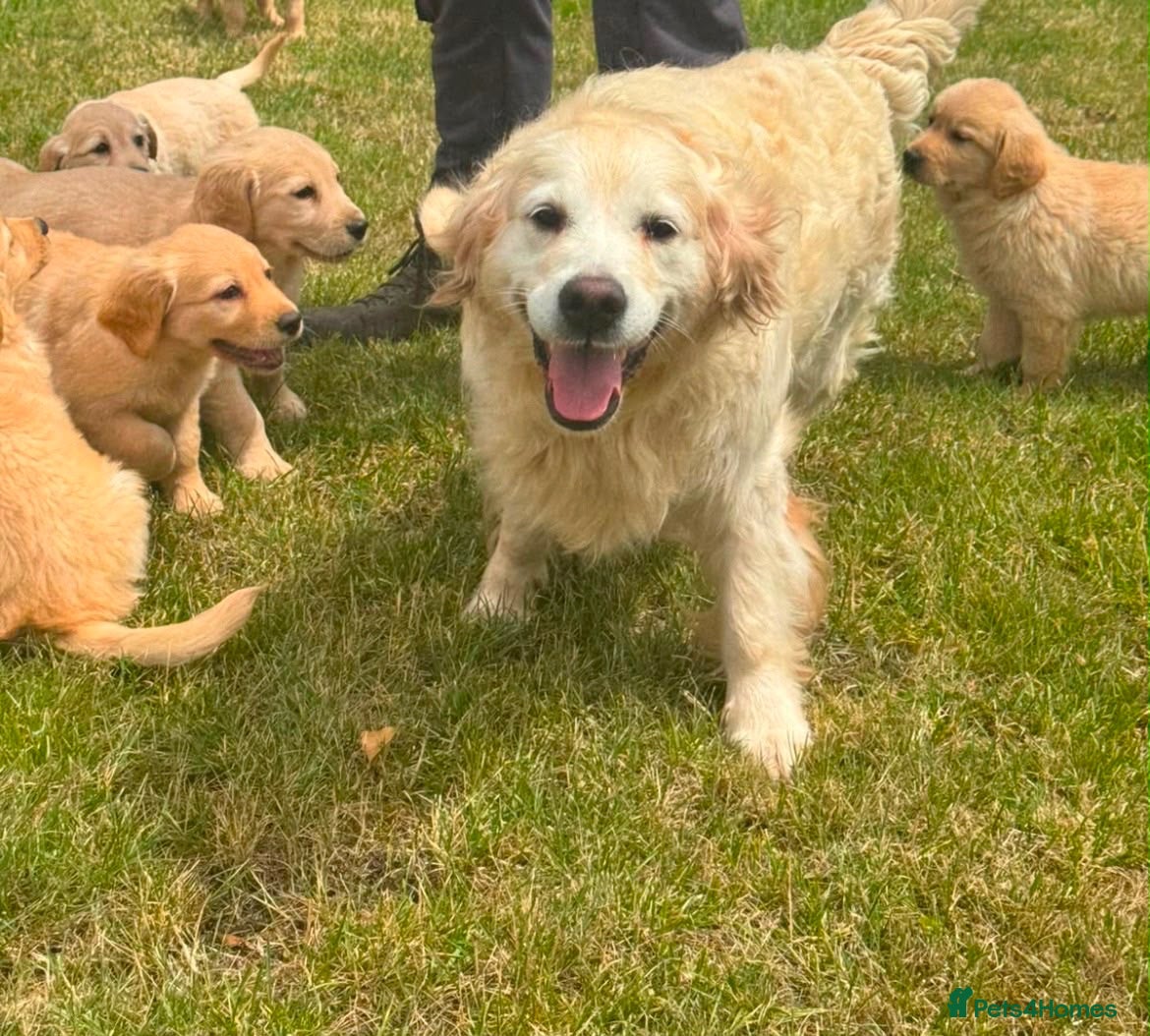 Golden Retriever dogs Golden retriever puppies - Advert 1