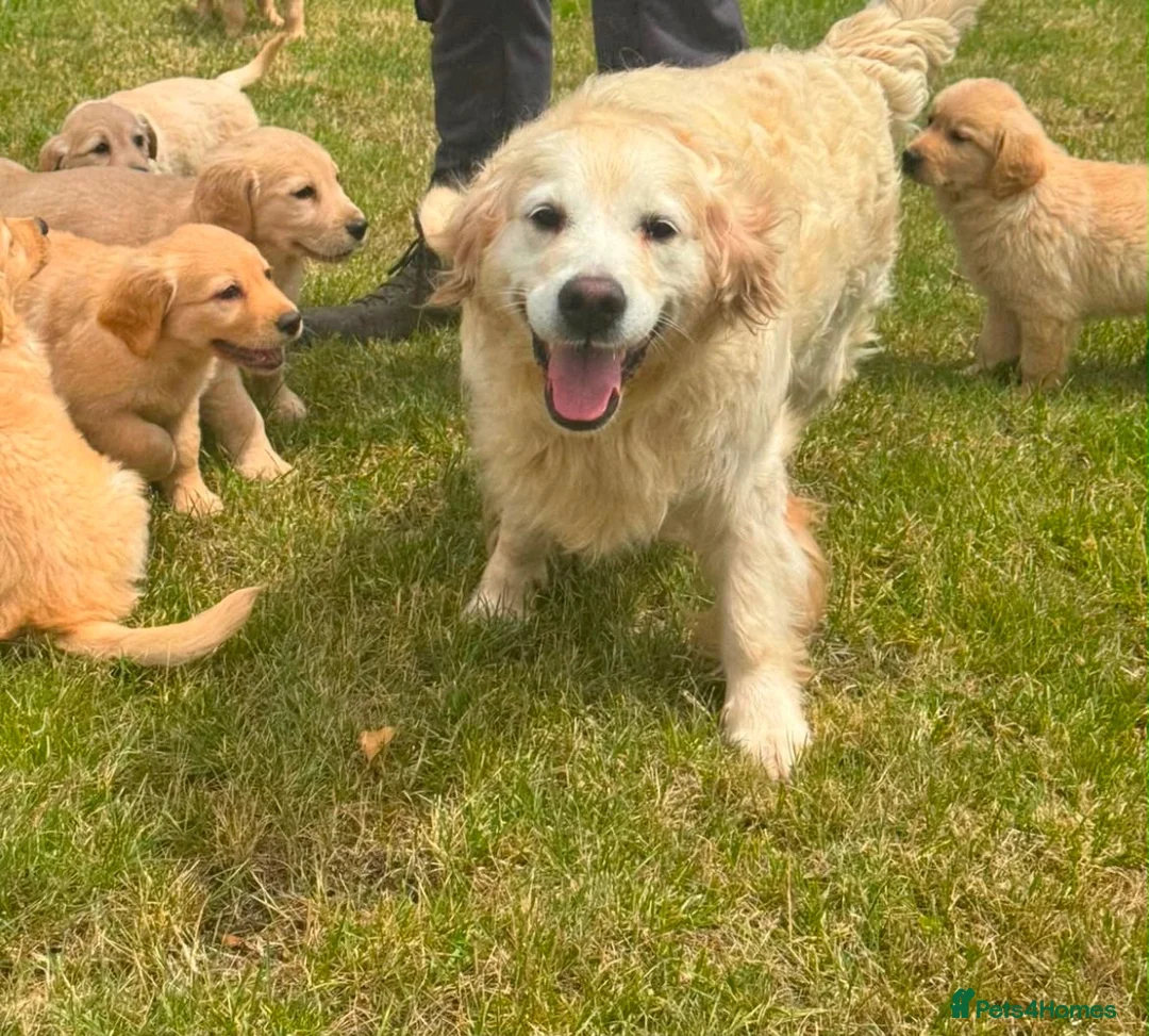 Golden Retriever dogs for sale: Golden retriever puppies in Hull - Advert 1