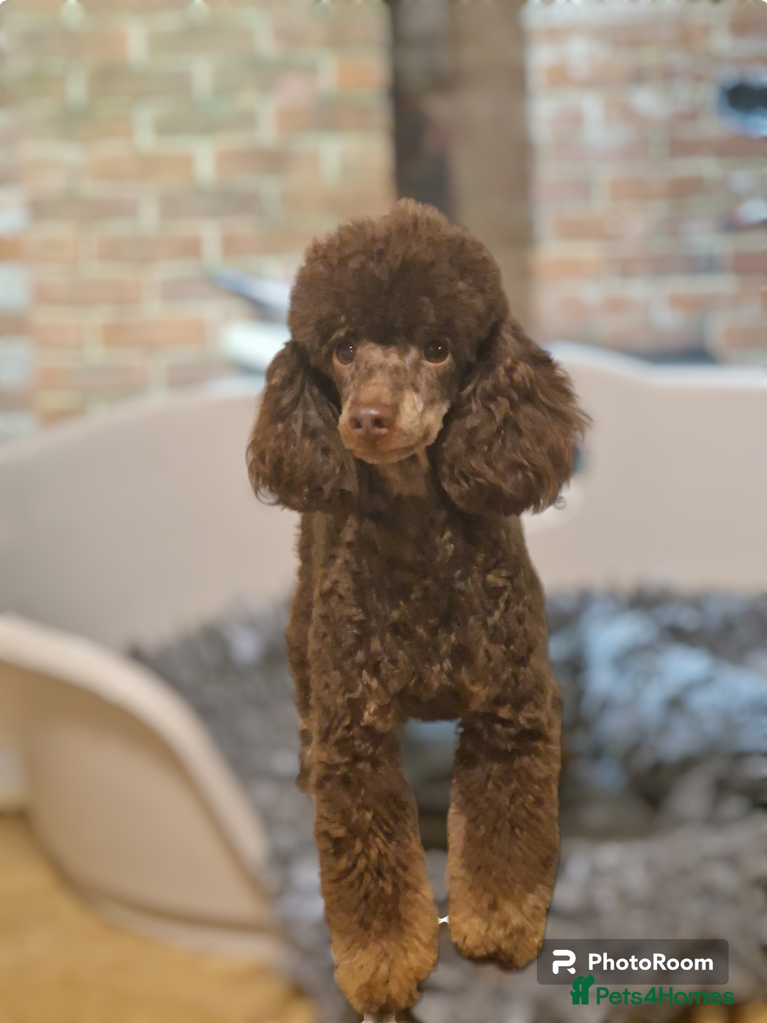 Toy Poodle dogs for stud: KC Reg Fully Health Tested Chocolate Phantom Toy in Southampton - Advert 2