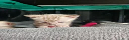 Bengal cats for sale: Stunning bengal kittens  - Advert 3