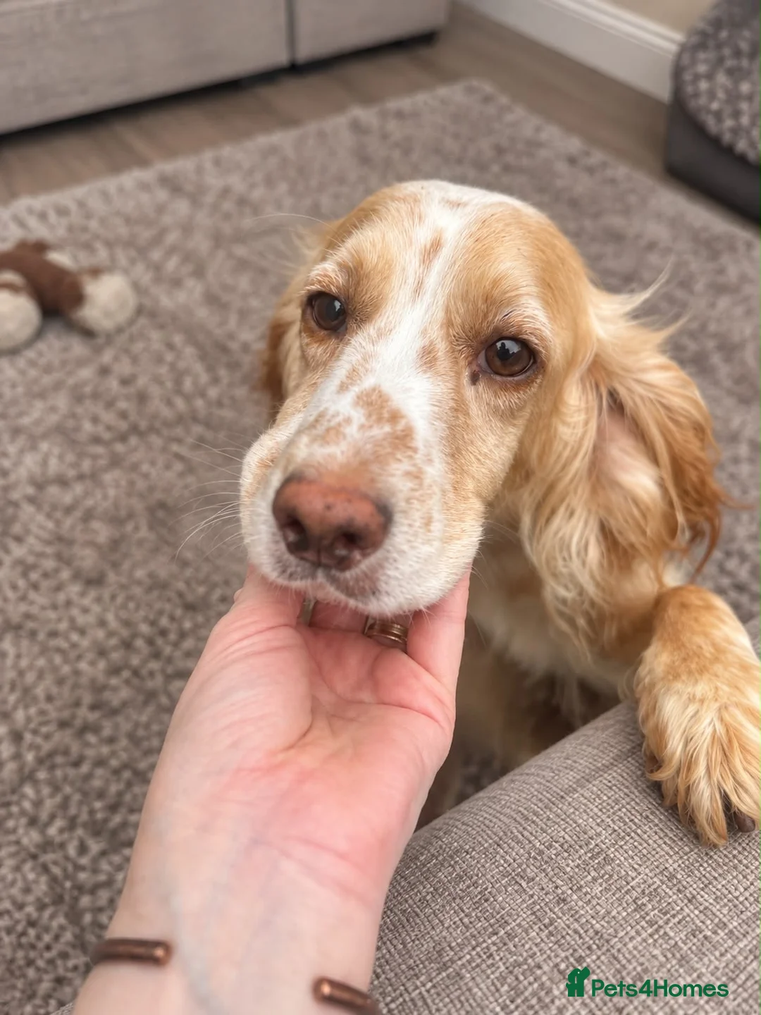 Cocker Spaniel dogs for sale: KC REGISTERED WORKING COCKER SPANIEL PUPPIES - Advert 7