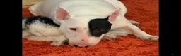 English Bull Terrier dogs for sale: 5 year old girl available. - Advert 7