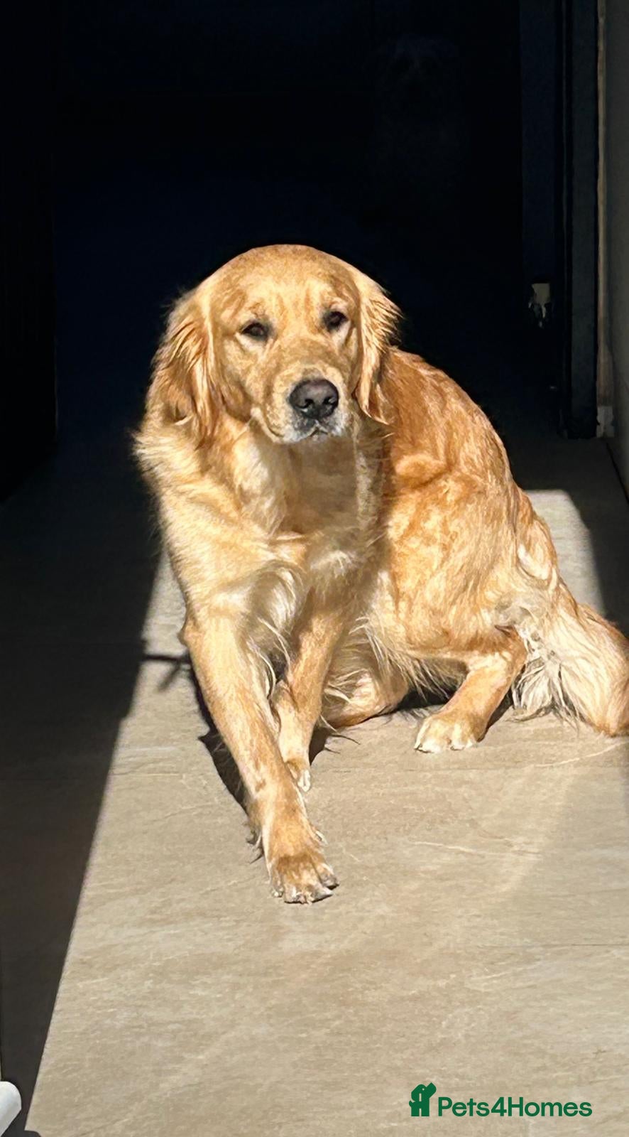 Golden Retriever dogs Adorable Golden Retriever Puppies for Sale  - Advert 4