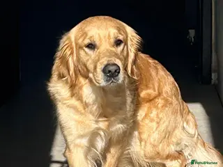 Golden Retriever dogs Adorable Golden Retriever Puppies for Sale - Advert 4