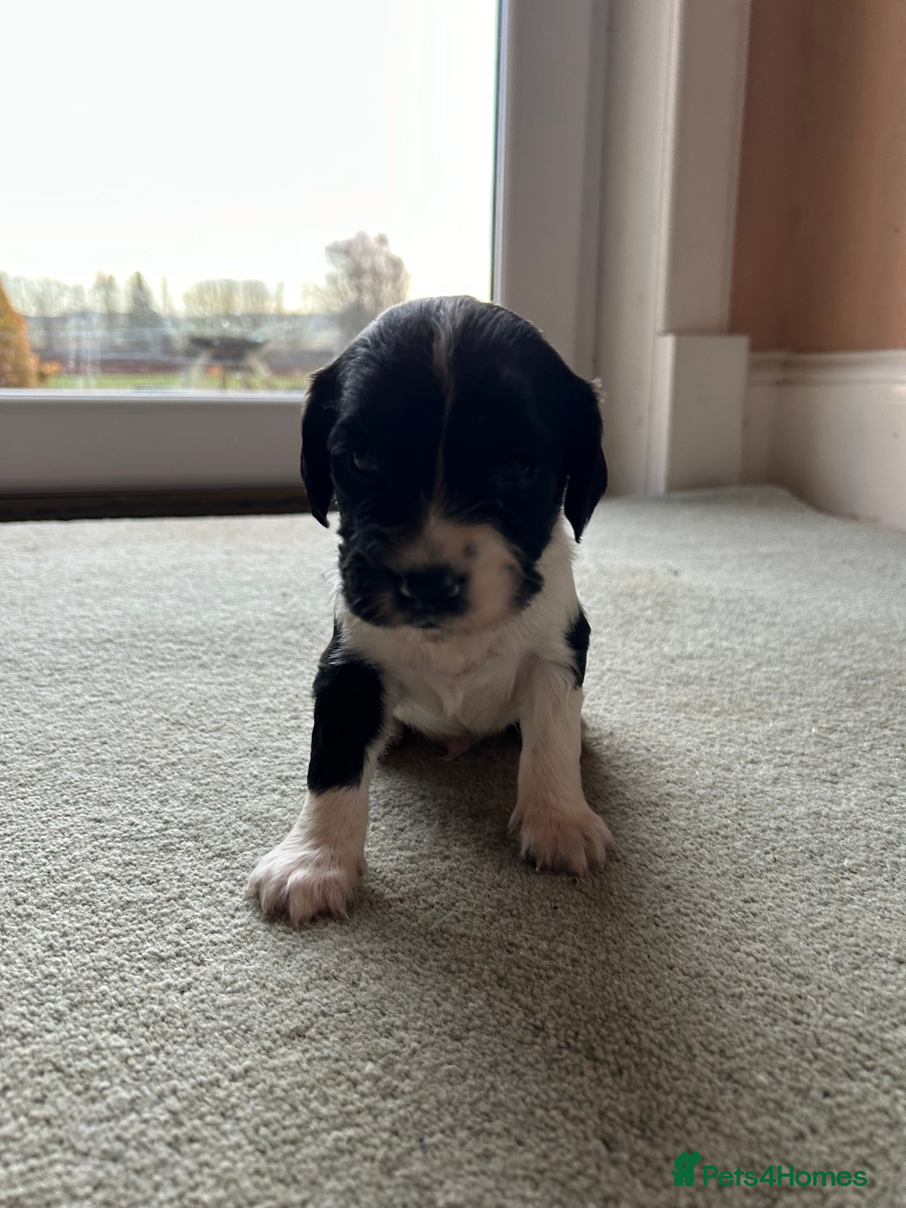 English Springer Spaniel dogs Lovely ESS Litter Due - Advert 3